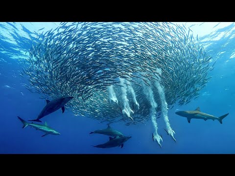 El Espectáculo Natural Más Brutal | Sardine Run