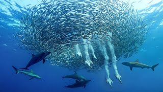 Thumbnail image for El ESPECTÁCULO NATURAL más BRUTAL | SARDINE RUN