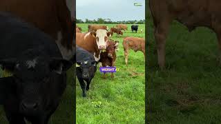 BEEF2026 Open Day - Maternal Herd Study - Calving heifers at 24 months