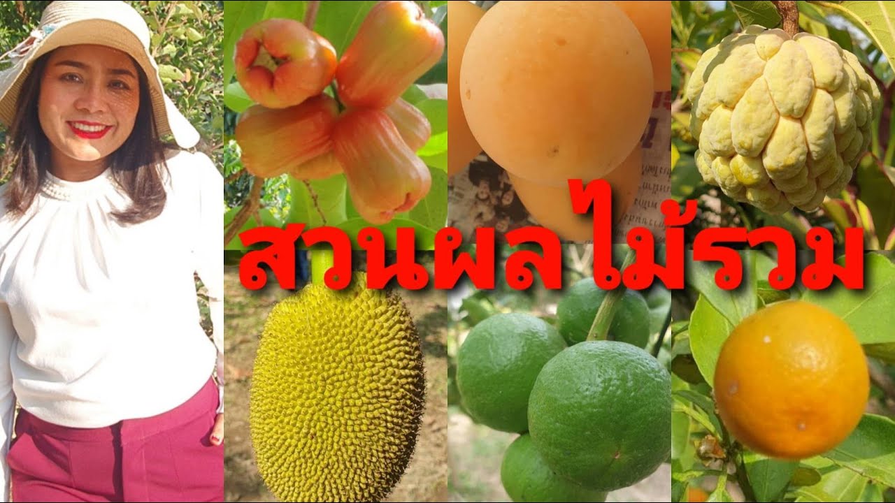 มาเเล้วจ้า.. บ้านสวน ผลไม้หนาแน่นมาก บ่อน้ำขนาเใหญ่บรรยากาศดี เป็นธรรมชาติสุดๆ #แถมปลาและไก่จำนวนมาก