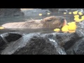 伊豆シャボテン公園【元祖カピバラの露天風呂】