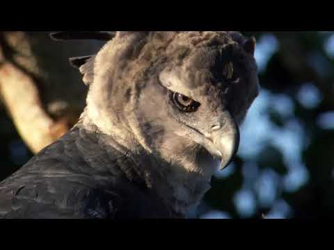 ONA MAAJABU YA NDEGE TAI