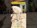 GOLDZERA OLHA O QUE ELE FEZ COM A GARRAFA Oo #funny #shorts #youtubeshorts  #viral  #dogs #foryou
