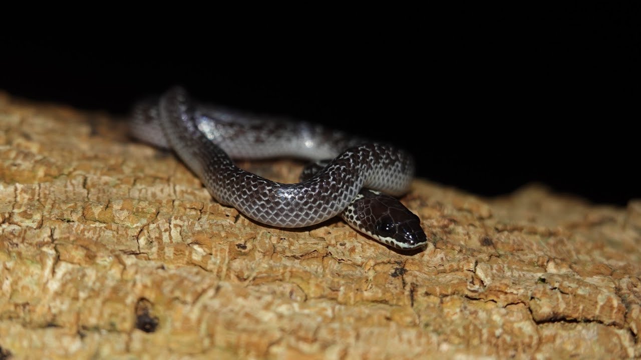 Common wolf snake 白環蛇