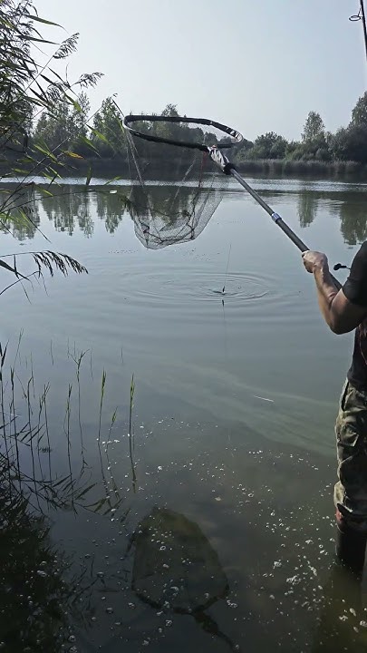 Белый амур 10 кг - YouTube