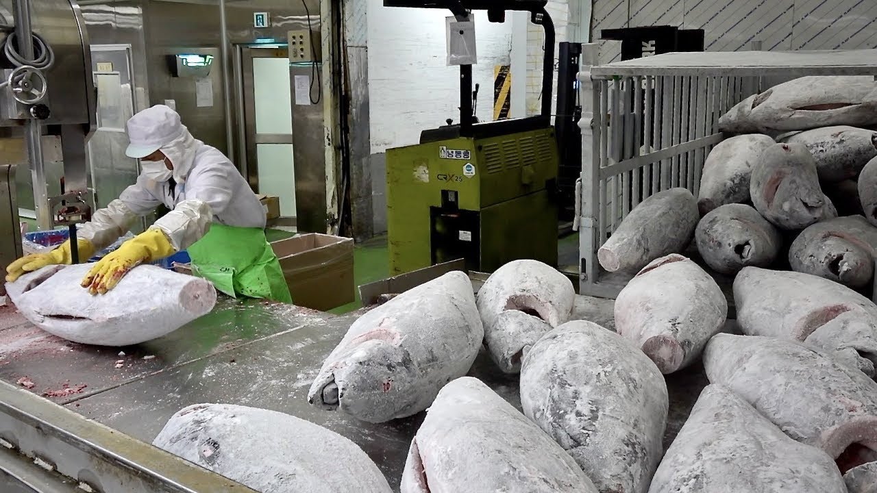 Cut 20 tons of tuna fish per day | korean seafood  factory