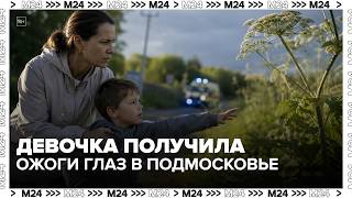 Hogweed is already dangerous: a girl suffered eye burns in the Moscow region — Moscow 24 screenshot 2