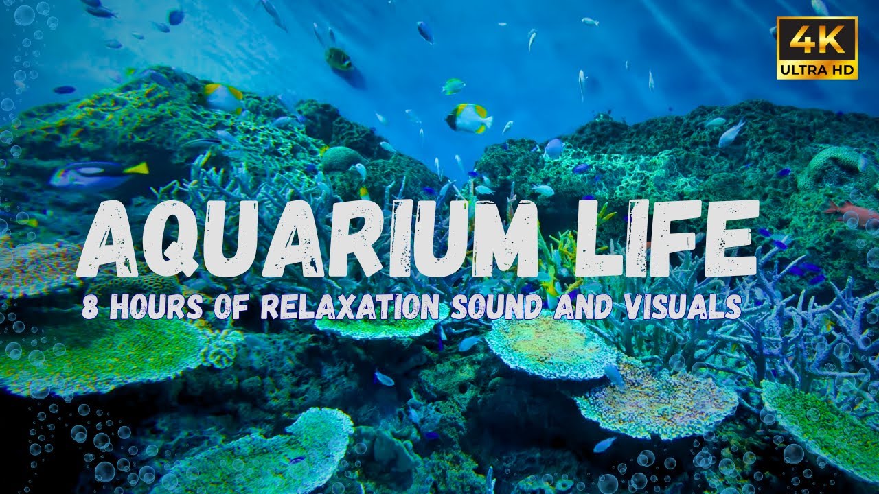 Aquarium Life | 8 Hours of Relaxing Sounds & Stunning Underwater Visuals in 4K ASMR