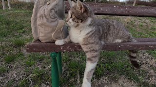 Stray cats / Уличные котики