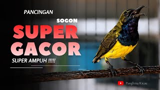 Pancingan Sogon Super Gacor Dan Super Ampuh #sogongacordor #pancingansogon #sogonmania 