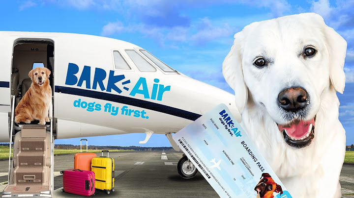 Flying BARK Air | The World’s FIRST Dog Airline!