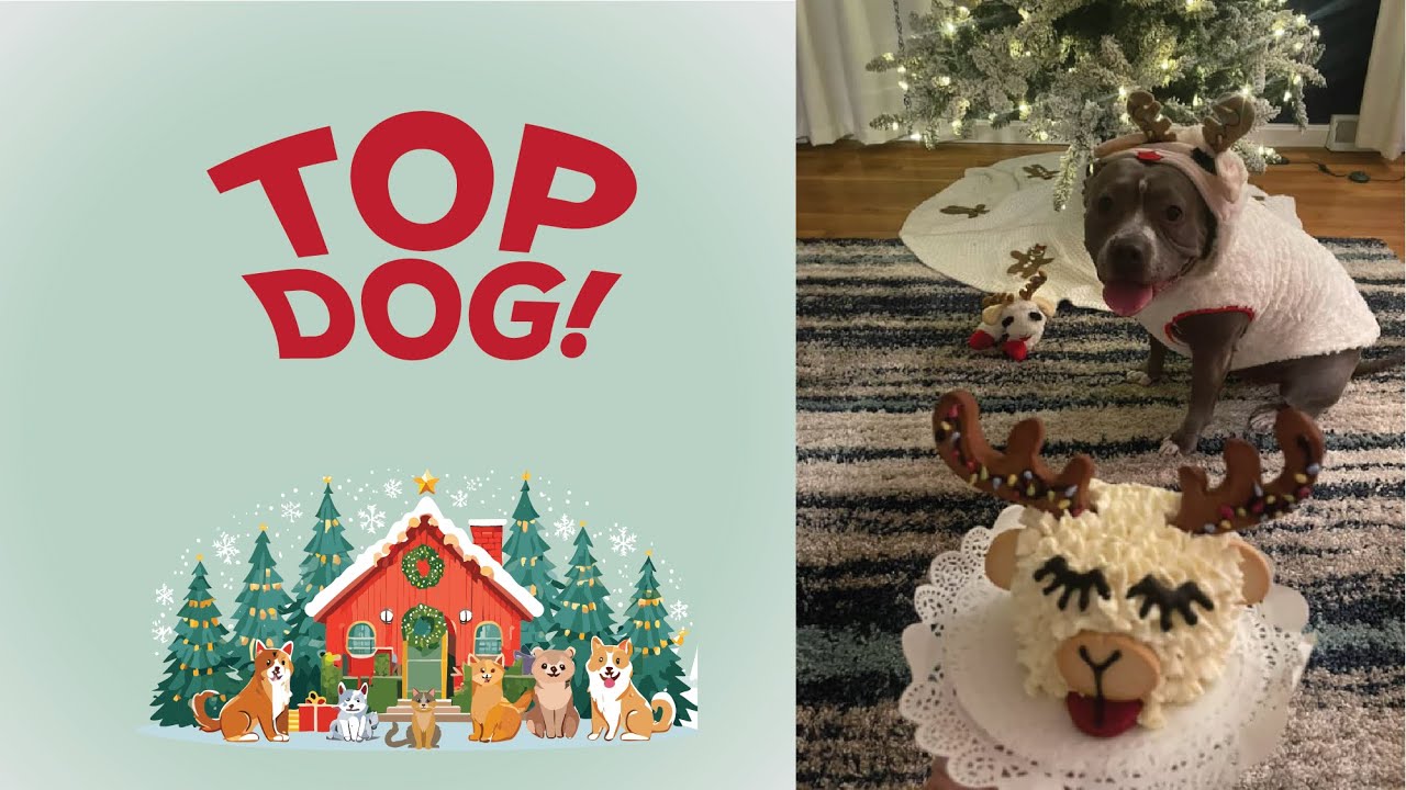 2024 Holiday Pet Photo Contest