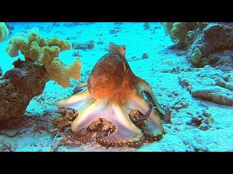Video: Jak Dusit Chobotnice