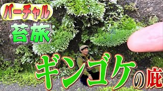 94【Virtual 苔旅 】ギンゴケの庇 - YouTube