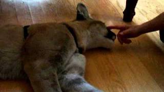 Chilling with a Florida Panther named "Saint"