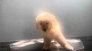 Chó Golden Retriever con 2 tháng tuổi by MeowGo Pets Farm | Chomeocanh 229 views 2 months ago 37 seconds