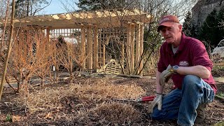 Gardener's Almanac: March 15 - Cutting Back Ornamental Grasses
