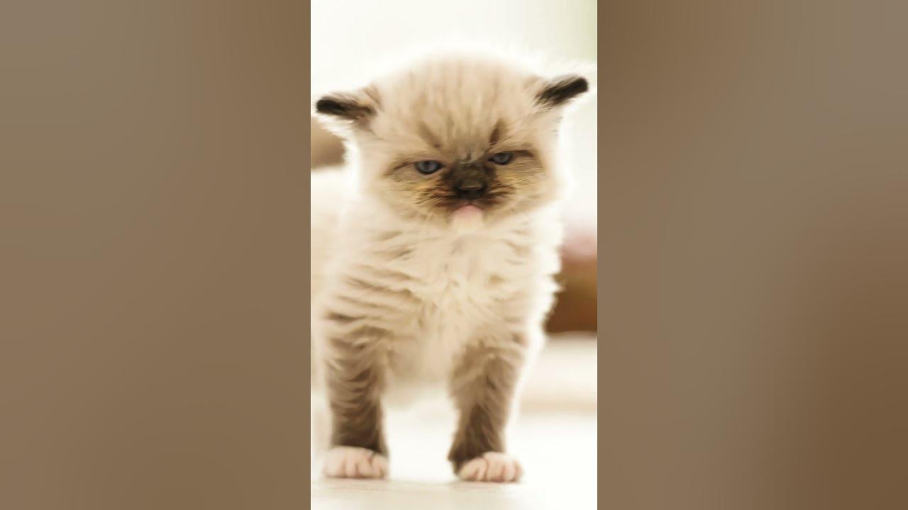 Милый котёнок Мяу! Познакомьтесь с нашим пушистым другом! - мяу - мяу ...