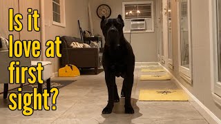 Faruq meets Daft Punk Sangue Magnifica. Was it love at first sight? | Twelve Titans Cane Corso