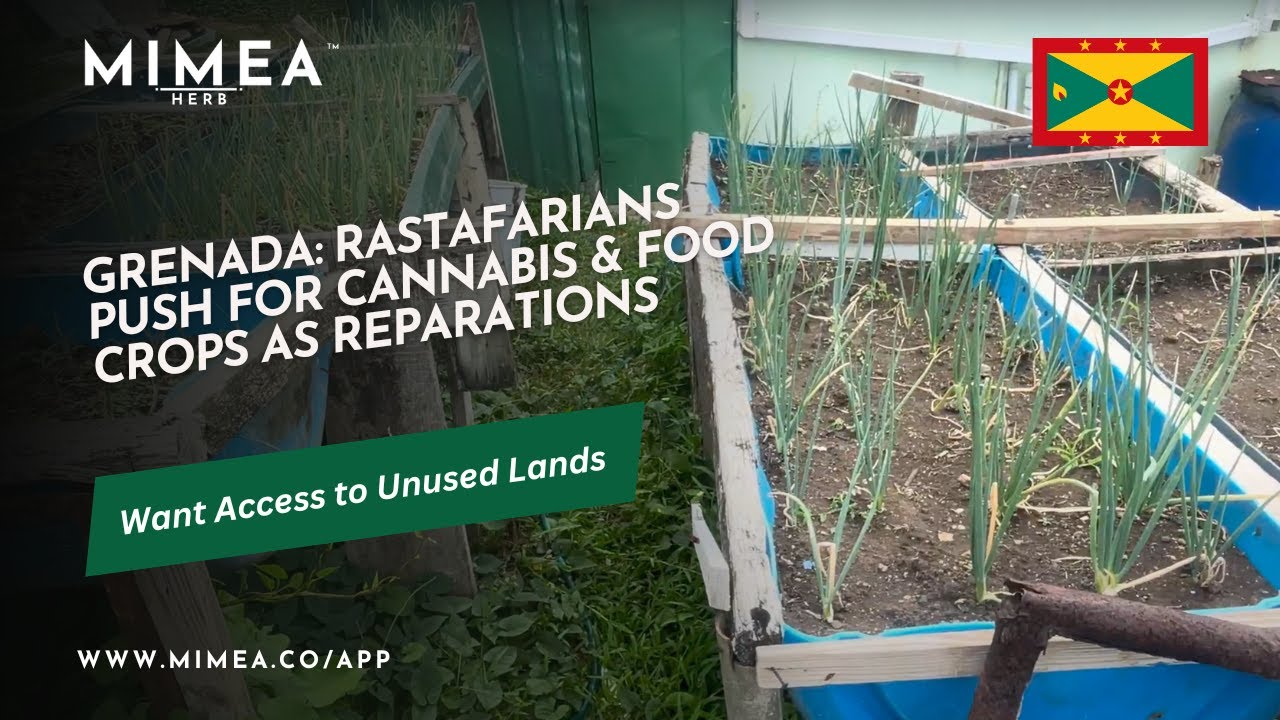 Grenada: Rastafarians Push for Cannabis & Food Crops as Reparations ...