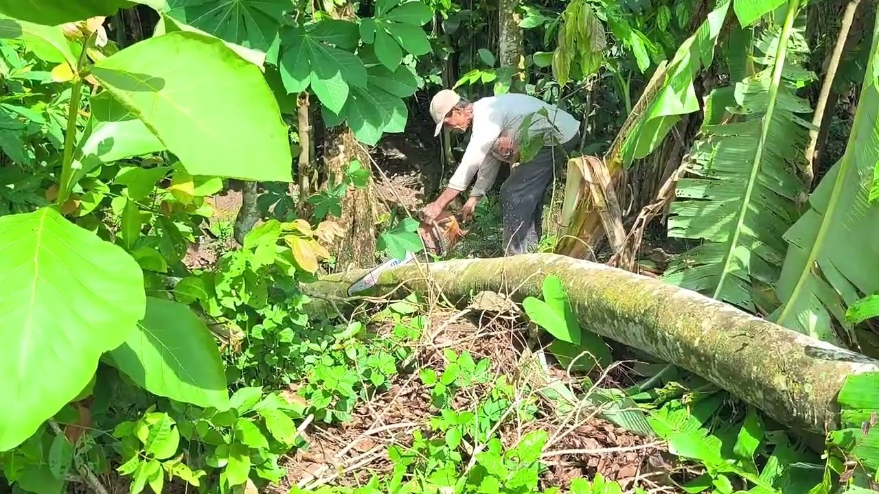 Akibat angin ribut yang laris TUKANG GRAJI MESIN. 