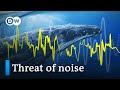 Our noise is killing marine life, but we can turn down the volume