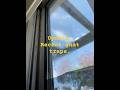 Quick Tour Through Fungus Gnats in the Window Traps Today