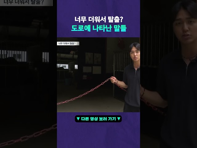 말 탈출 대소동 #뉴픽