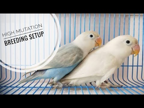 love bird ️|breeding setup|high mutation|love bird colony#lovebird # ...