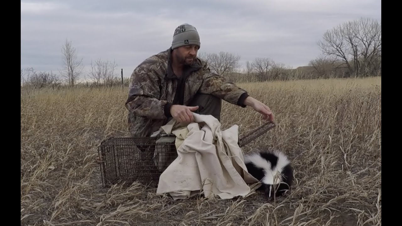 Learn Veterinary First Aid YouTube