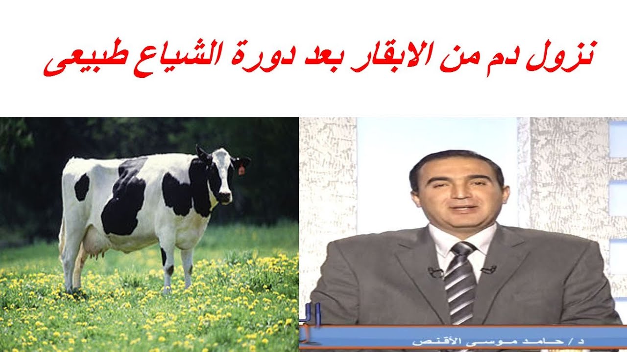 نزول دم من الابقار بعد دورة الشياع طبيعى