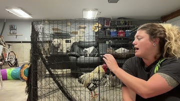 Review of Chicken Netting for Chicken Coops - 50x50ft Poultry Netting for Chicken Run & Chicken Pen