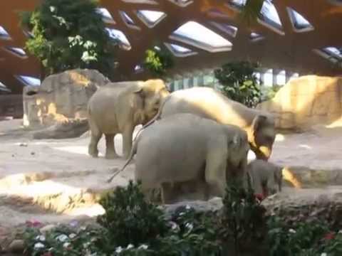 Sloní mládě Omysha sklouzne nahoru - zoo v Curychu