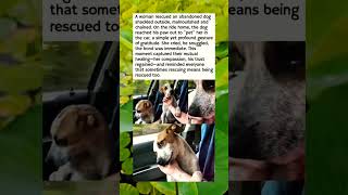 A woman rescued an abandoned dog shackled outside, malnourished and chained. #facts #dailyfacts