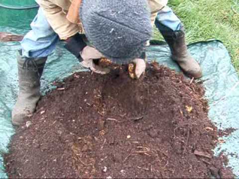 Potato Grow Bag Experiment 