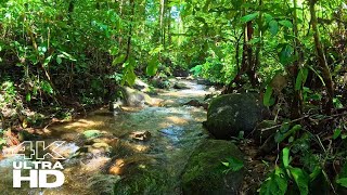 Relaxing water sounds, Clear Forest River Flowing Calmly for Tranquil Sleep and Mindfulness  4K