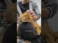 耳かき大好き猫 #ソマリ #キジトラ #保護猫 #しぴこめ #しぴこめしゃんねる #ねこ #腎不全 #腎臓病 #尿路結石 #ソマリレッド #猫の暮らし