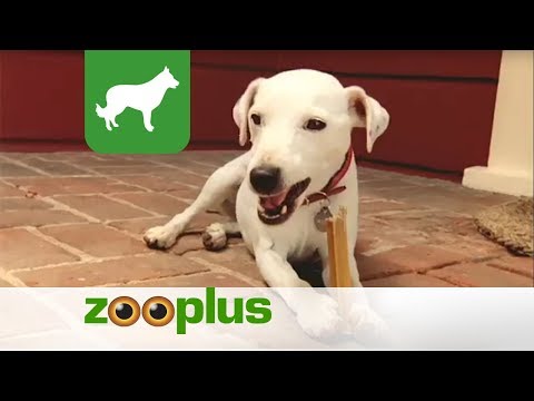 Video: Hjärtblock Eller Ledningsfördröjning (vänster Bunt) Hos Hundar