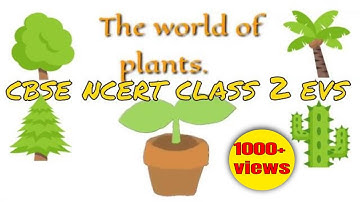 The world of plant - class 2 cbse evs
