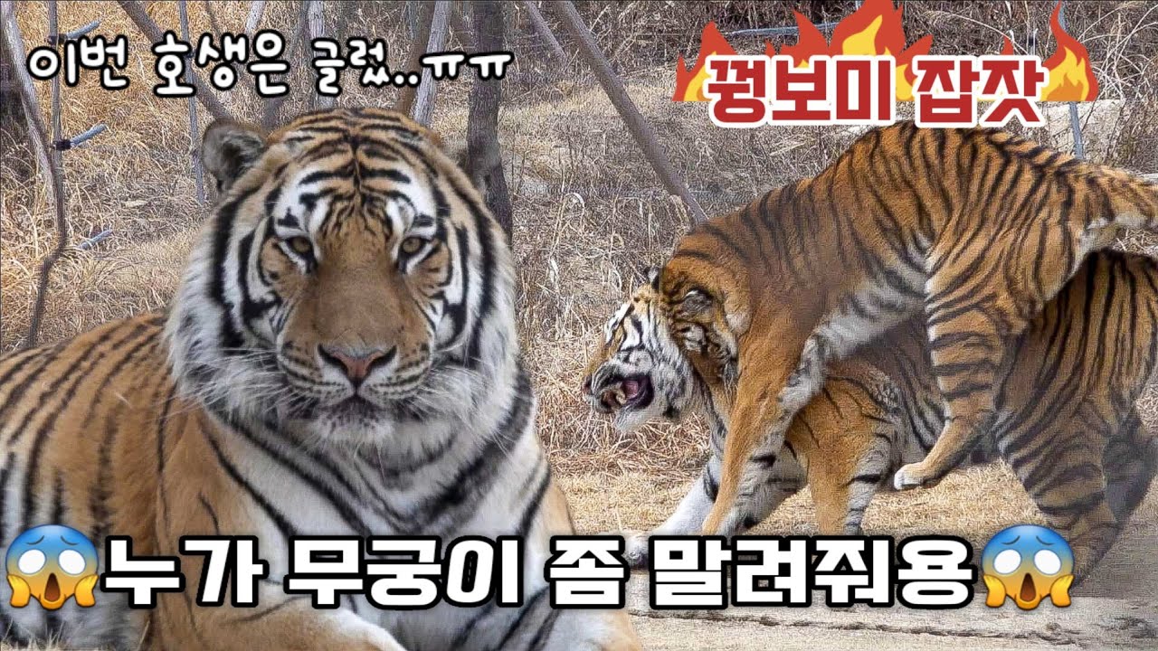 😱무궁이 좀 말려주세요😱 장꾸궁 돌아오다~ Famous Tiger in Korea, cat tiger #태범 #무궁 #백두대간호랑이