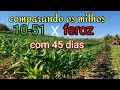 comparando o milho 10-51 com o feroz com 45 dias/ qual o melhor?