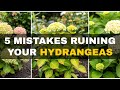 STOP Planting Hydrangeas Wrong! 5 Costly Mistakes You Must Avoid | Hydrangea Care