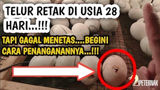 handling of cracked eggs at 28 days old but failed to hatch
