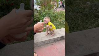 The Baby Monkey Is Waiting For Its Mother To Prepare Its Milk.