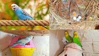 How To Breed Zebra Finch Easily And Quickly Zebra Finches All About Pets#vlog#budgies#vlogger