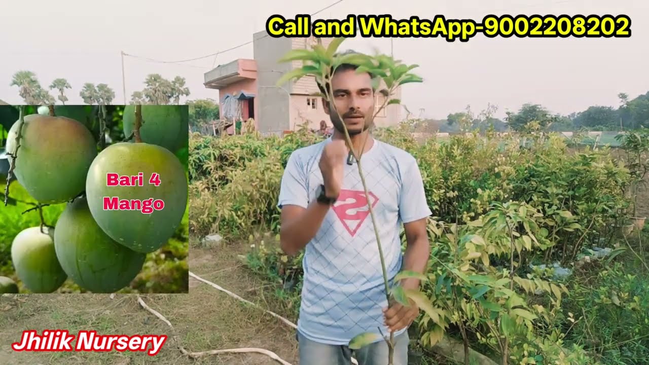 Bari 4 mango / Austin mango / all mango plant nursery / Jhilik Nursery / birbhum west bengal 