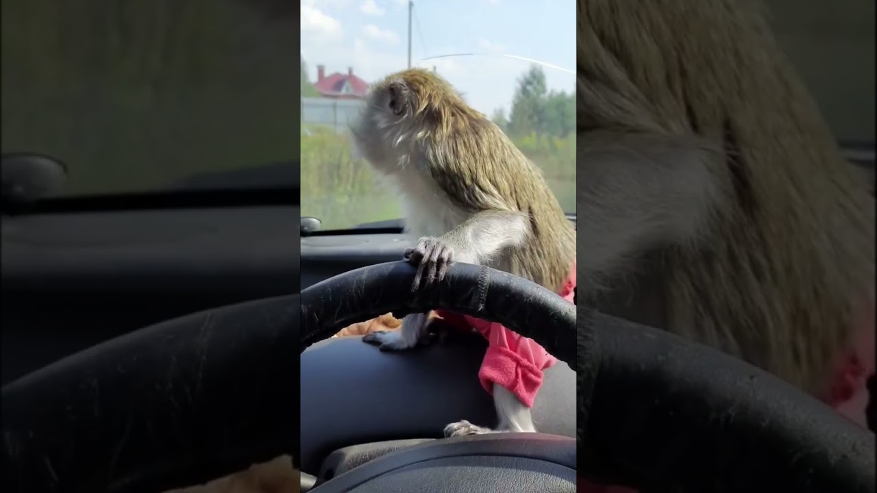 😍 ПОСТАВЬ МАКАКЕ ЛАЙК 👍 