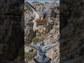 Falcon's AMAZING Mid Air Hunting Tactics Revealed Now #shorts