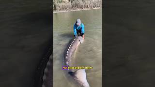 7 Meter Freshwater Giant! The Longest Fish Ever Caught! 😱🐟