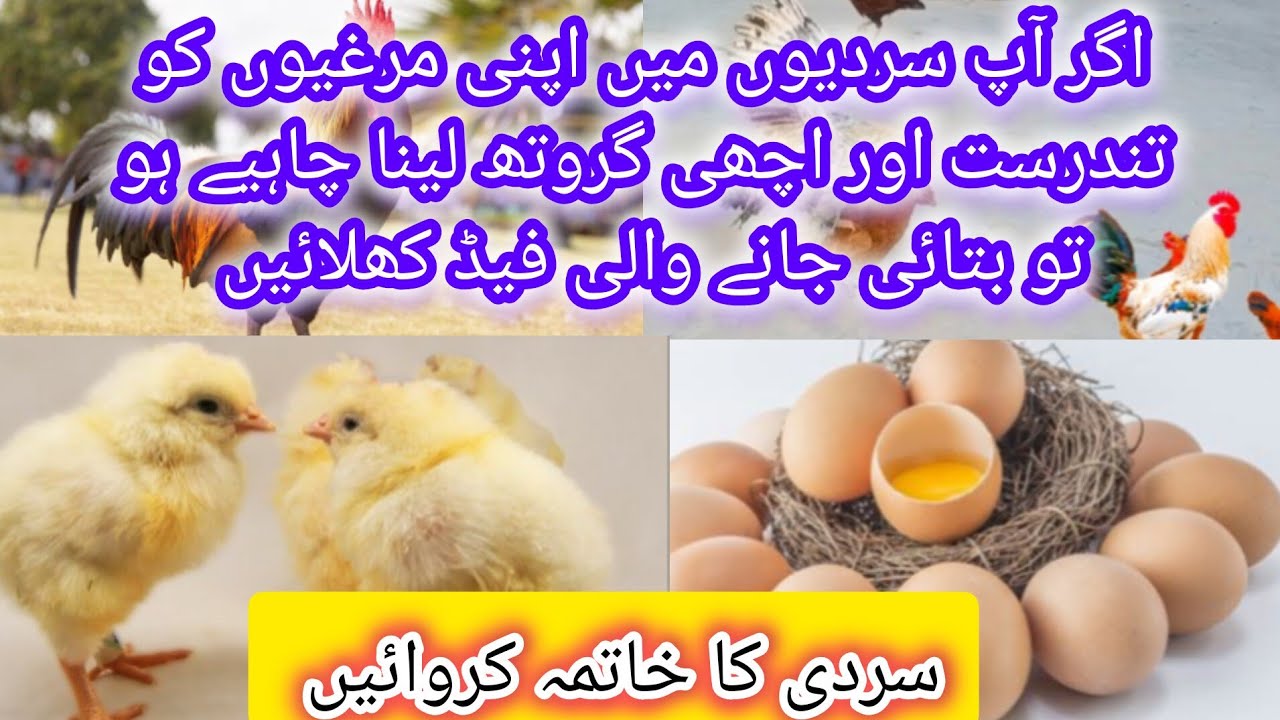 Photo inspiration: Gallery Detail: Homemade Chicken Organic Feed By Dr M Asif How To